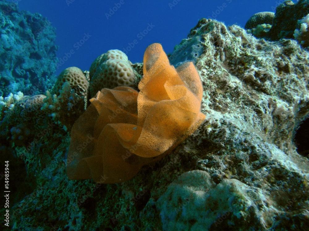 Eiablage einer Spanischen Tänzerin (Hexabranchus sanguineus)