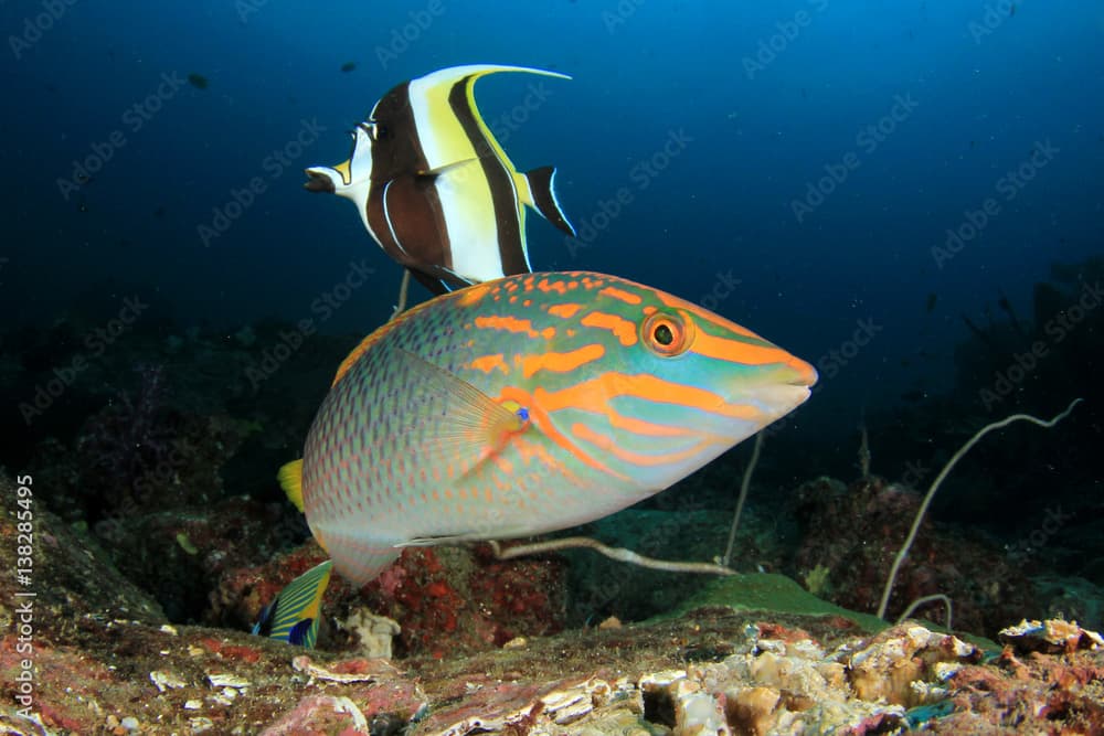 Tropical fish coral reef in ocean