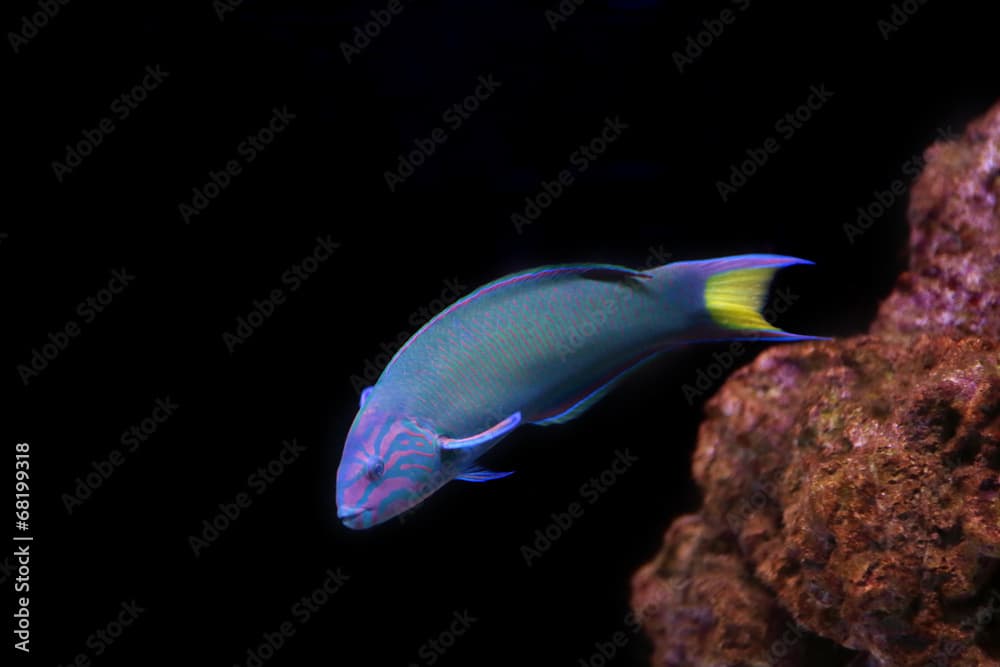 Moon wrasse on a black background.