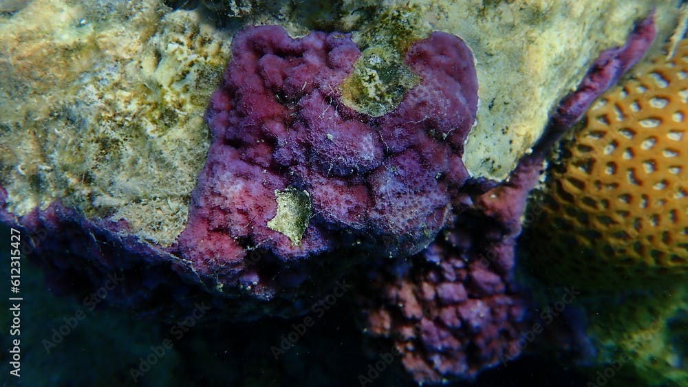 Microporous coral or pore coral, hump coral (Montipora tuberculosa) undersea, Red Sea, Egypt, Sharm El Sheikh, Nabq Bay