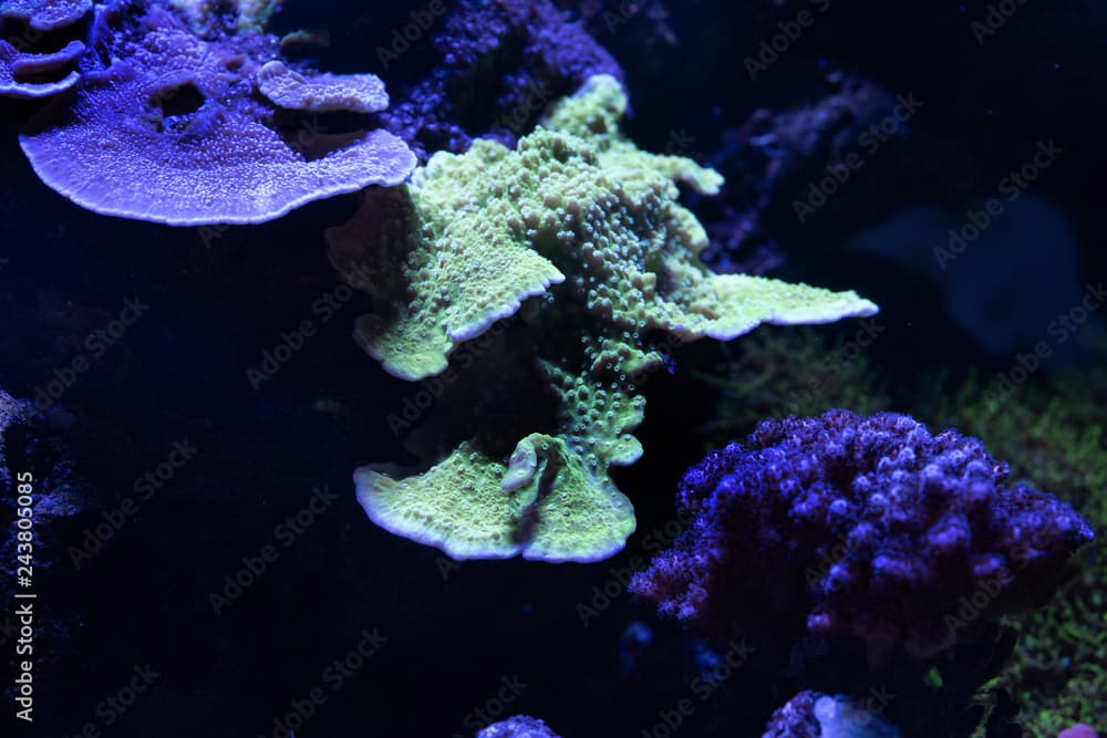 neon green montipora