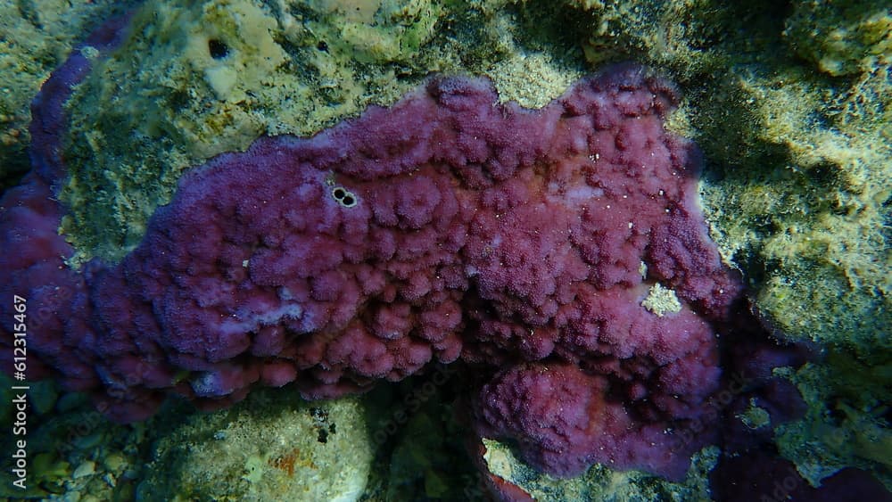 Microporous coral or pore coral, hump coral (Montipora tuberculosa) undersea, Red Sea, Egypt, Sharm El Sheikh, Nabq Bay