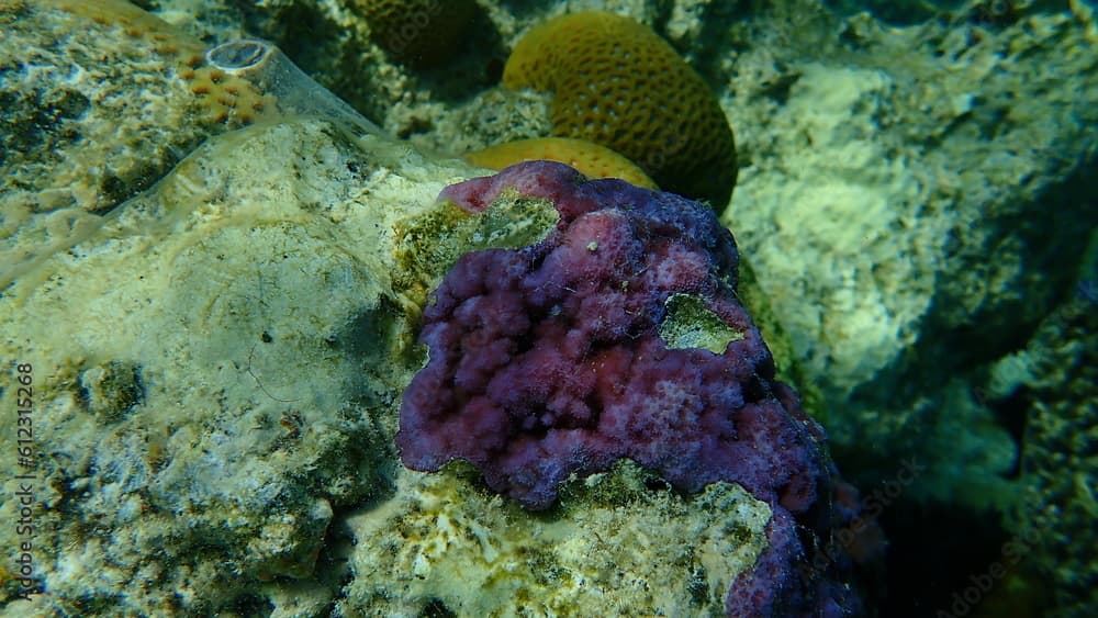 Microporous coral or pore coral, hump coral (Montipora tuberculosa) undersea, Red Sea, Egypt, Sharm El Sheikh, Nabq Bay