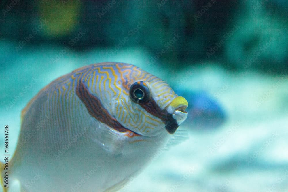 Masked Rabbitfish Siganus puellus