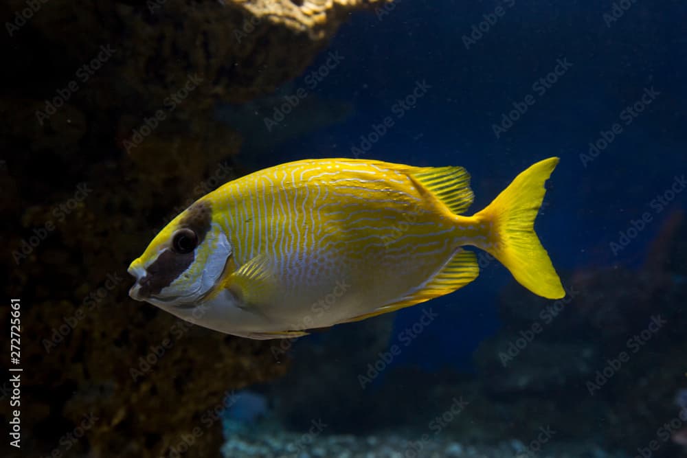 Masked spinefoot (Siganus puellus).