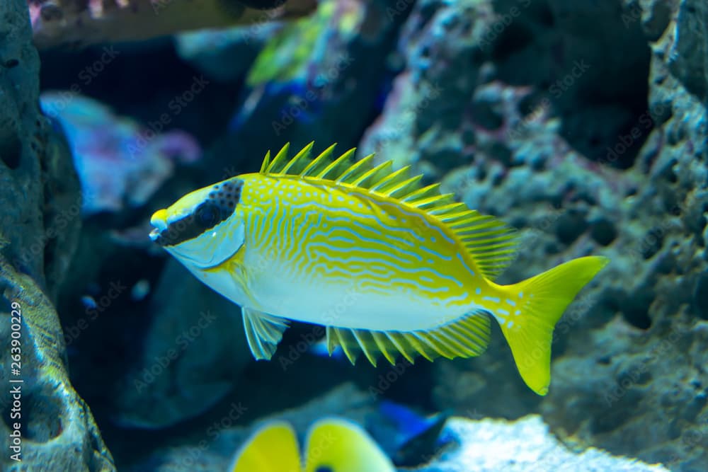 Decorated Rabbitfish..(Siganus puellus) swimming in reef tank