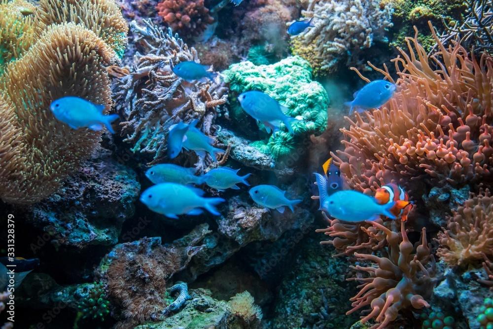 Clown fish Ctenochaetus tominiensis Blue malawi cichlids