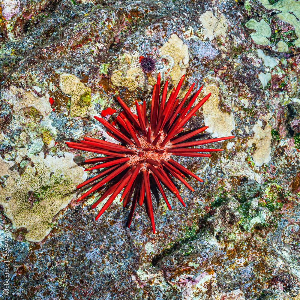 Red Slate Pencil Urchin and Needle-spined urchins, Hawaii, USA