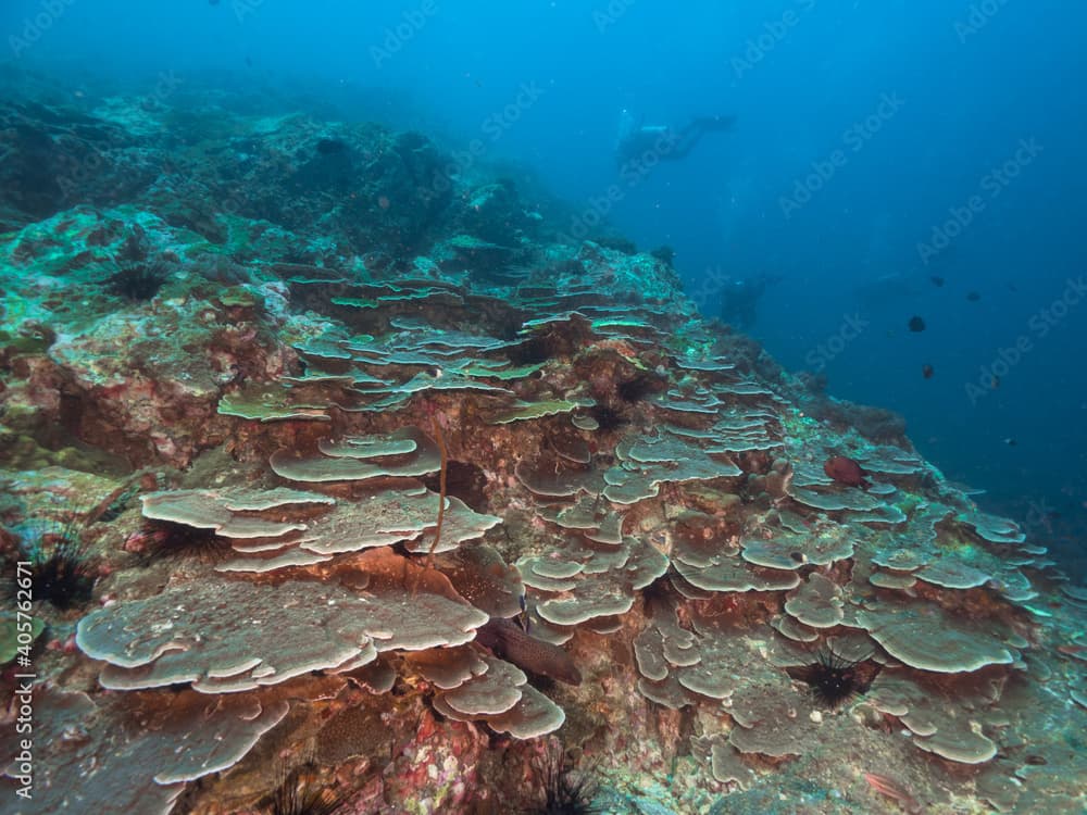 Stony coral slope (Mergui archipelago, Myanmar)