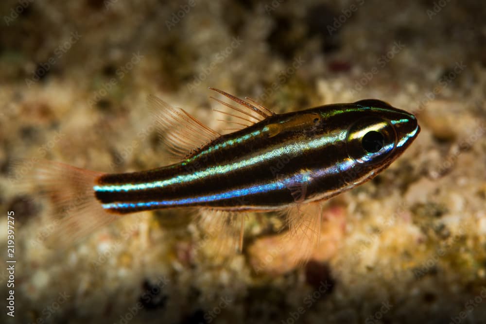 blackstripe cardinalfish fish