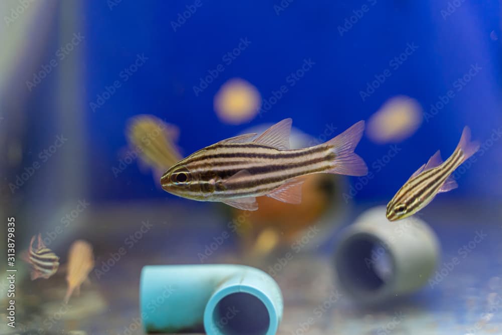 Black Striped Cardinalfish..(Apogon spp.)