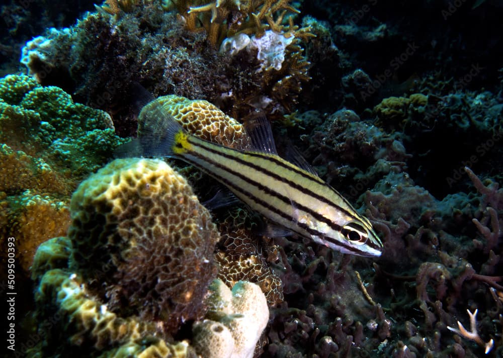 A Black-striped Cardinalfish in a shallow reef Boracay Island Philippines