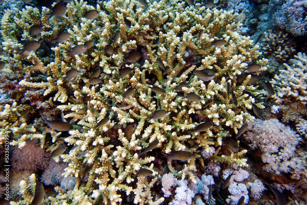 Yellowaxil pullers (Chromis flavaxilla) in the Red Sea, Egypt