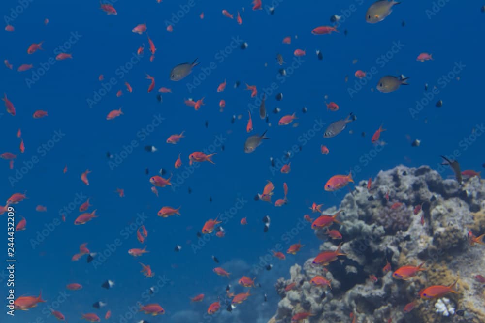 Shoal of Lyretail Anthias, Arabian Chromis, and Half-and-Half Chromis in Red Sea