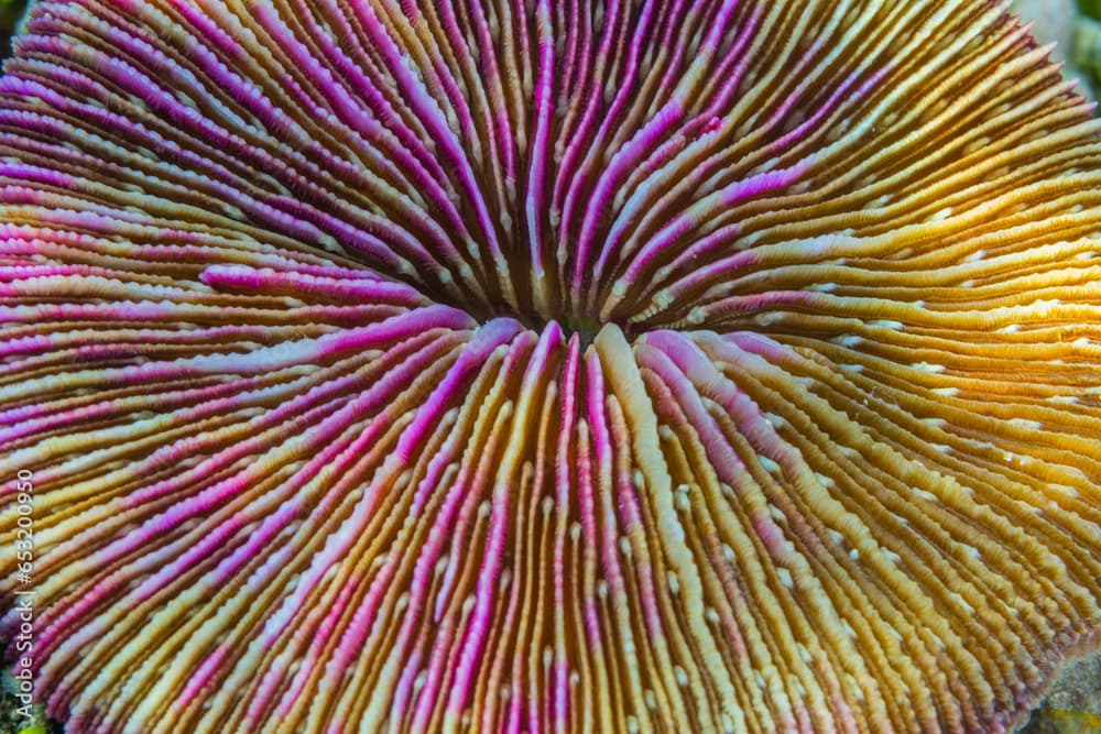 A common mushroom coral (Fungia fungites), at night in the rubble on Kawe Island, Raja Ampat