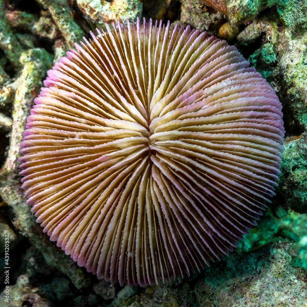 Fungia fungites coral in Maldives