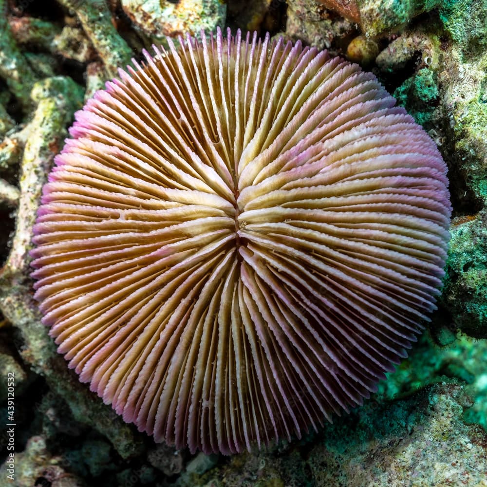 Fungia fungites coral in Maldives