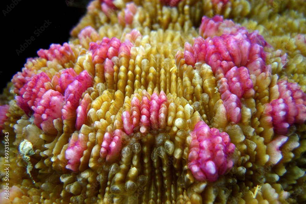 Fungia Scaturia - Hard Coral - Stony coral - Fungiidae - Fungia fungites
