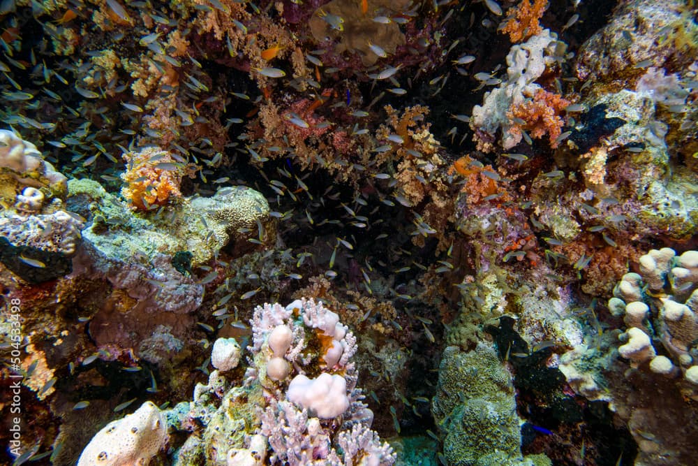 Miry's Demoiselle (Neopomacentrus miryae) in the Red Sea, Egypt