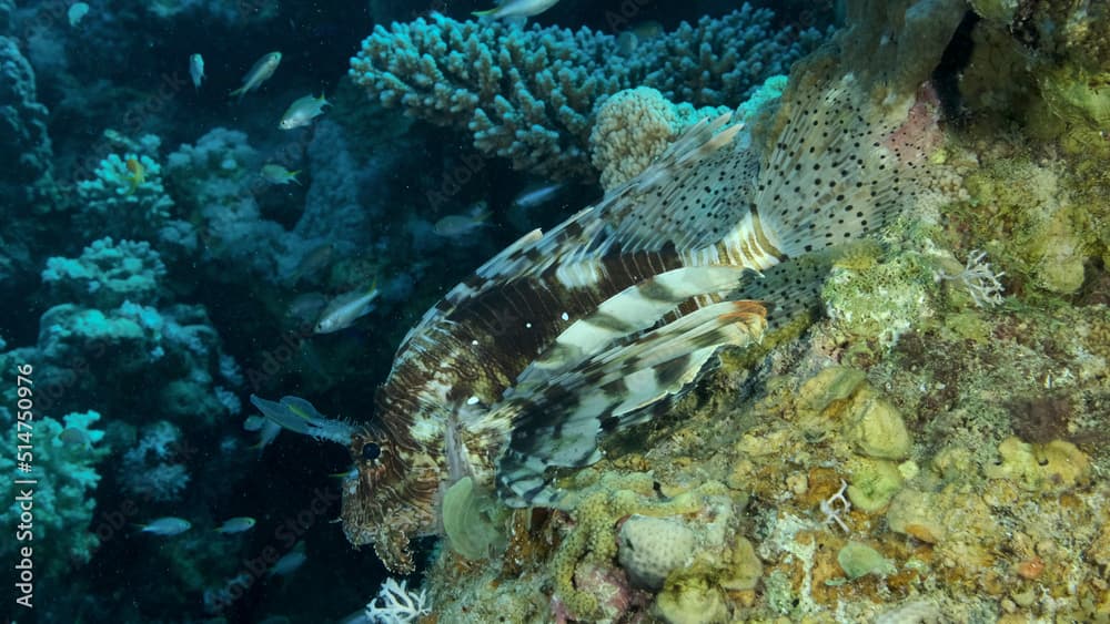 Large shoal of Miry's damselfish (Neopomacentrus miryae) swims near coral reef, Red Lionfish (Pterois volitans) lie on the reef and looks on the school of fish. Red sea, Egypt