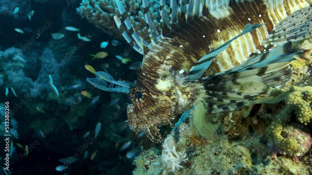 Large shoal of Miry's damselfish (Neopomacentrus miryae) swims near coral reef, Red Lionfish (Pterois volitans) lie on the reef and looks on the school of fish. Red sea, Egypt