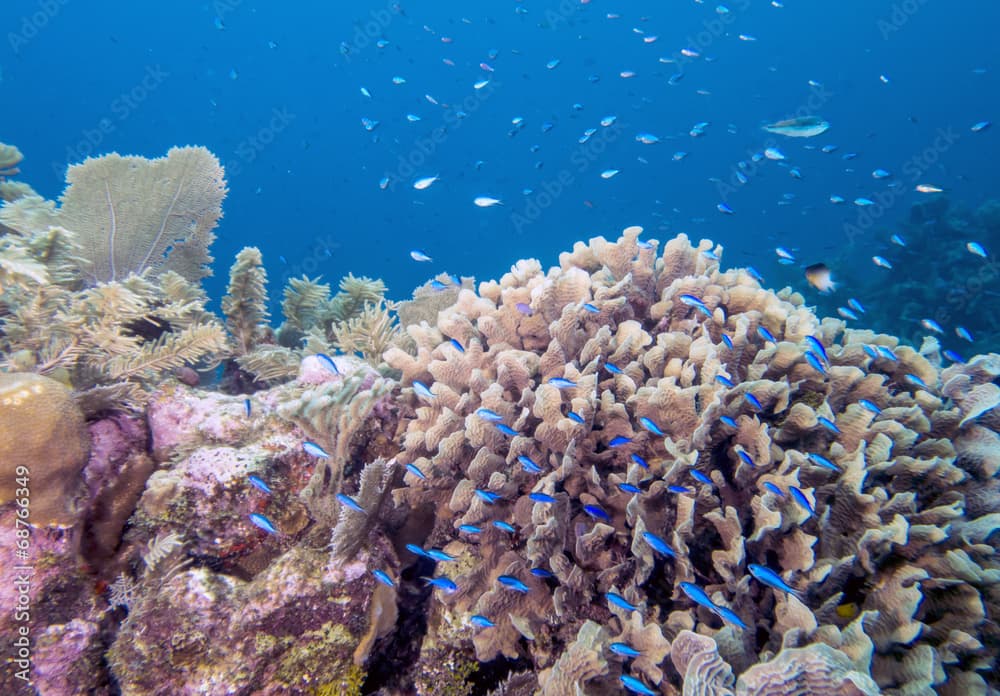 Underwater coral reef