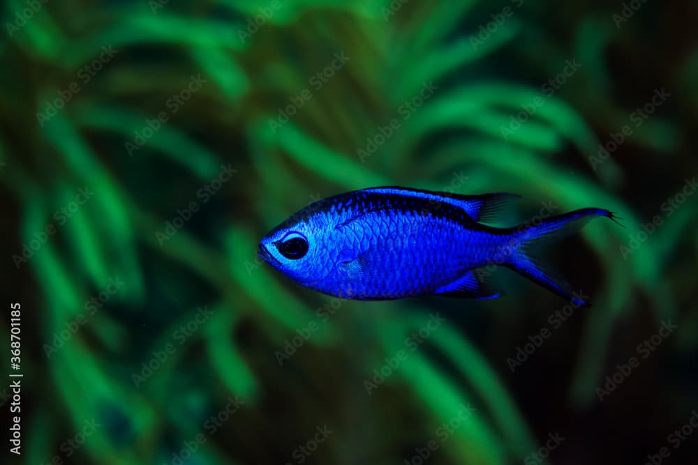 Blue Chromis