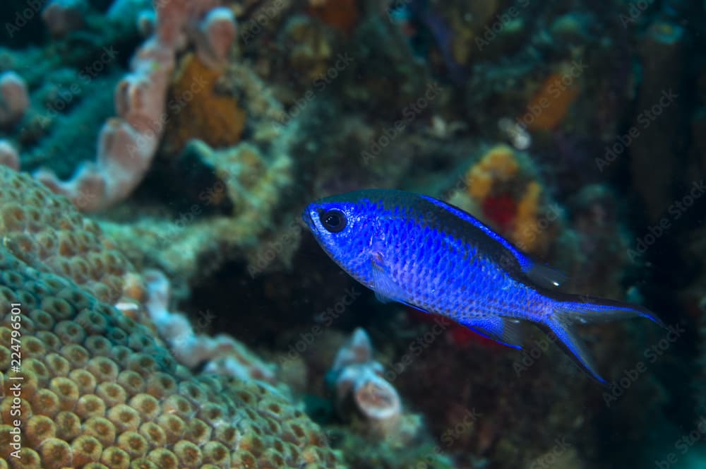 Blue chromis on coral reef at Bonaire Island