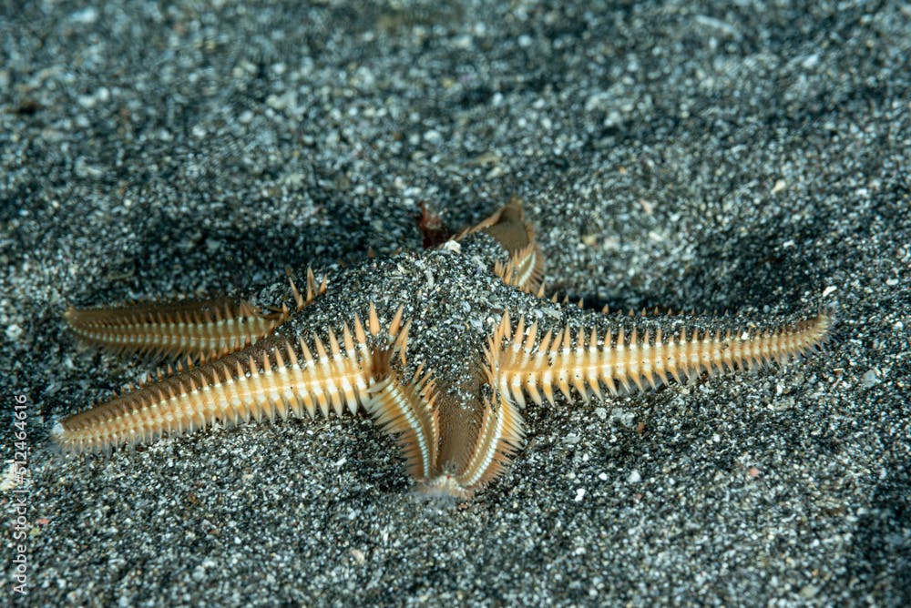 Giovane esemplare di stella marina, Astropecten bispinosus, tra la sabbia