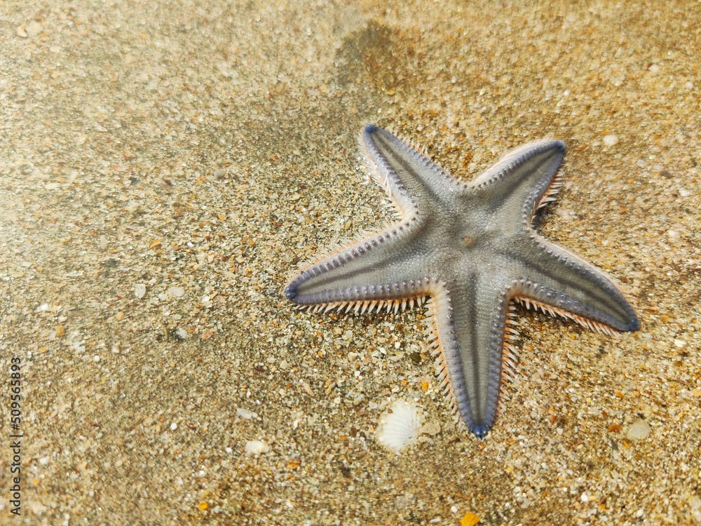 Sea star, Astropecten Bispinosus, Tarkarli beach, Malvan, Maharashtra, India