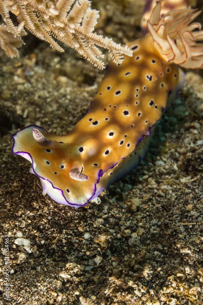 Chromodoris leopardus, Nudibranch, Sea Slug