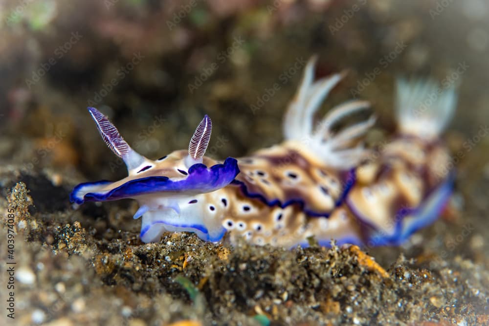 Leopard Chromodoris Nudibranch Sea Slug (
Goniobranchus leopardu )