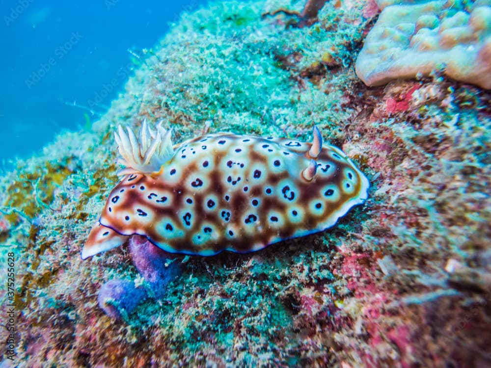 ヒョウモンウミウシ
学名: Chromodoris leopardus Rudman, 1987
英語名: leopard chromodoris
和歌山県串本
