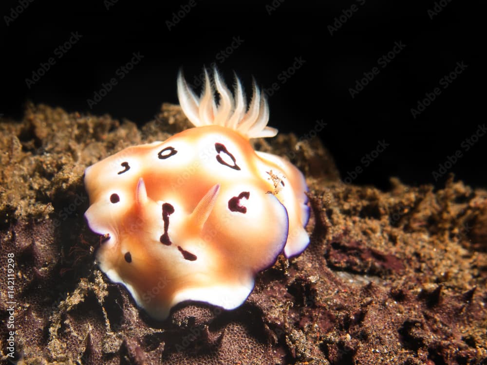 Nudibranch chromodoris leopardus 