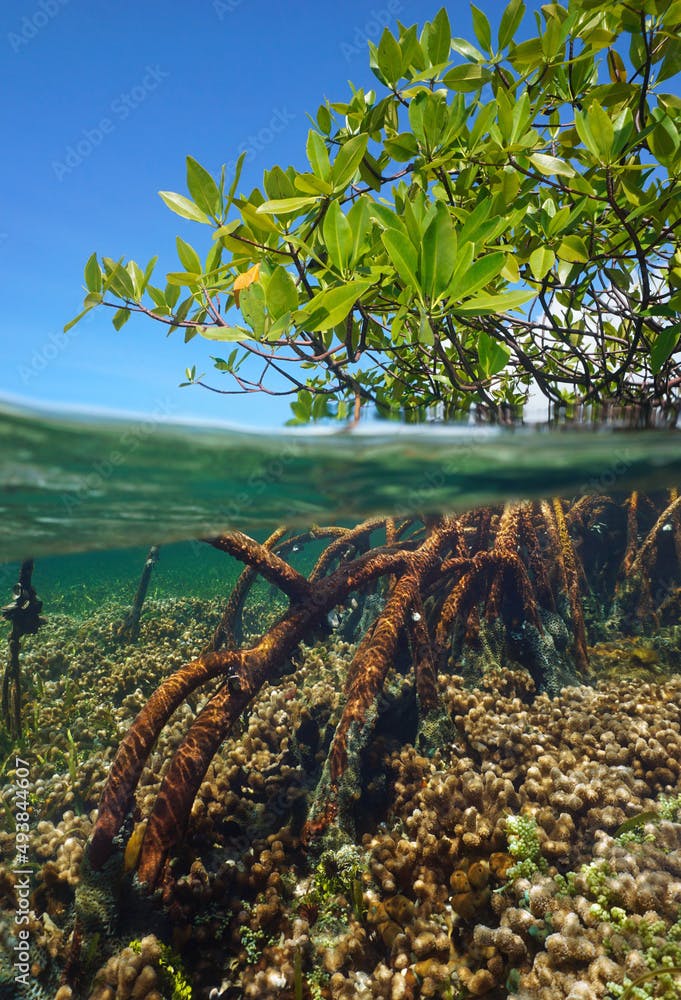Mangrove tree in the sea, foliage and roots split level view over and under water surface in the Caribbean ( red mangrove Rhizophora mangle )