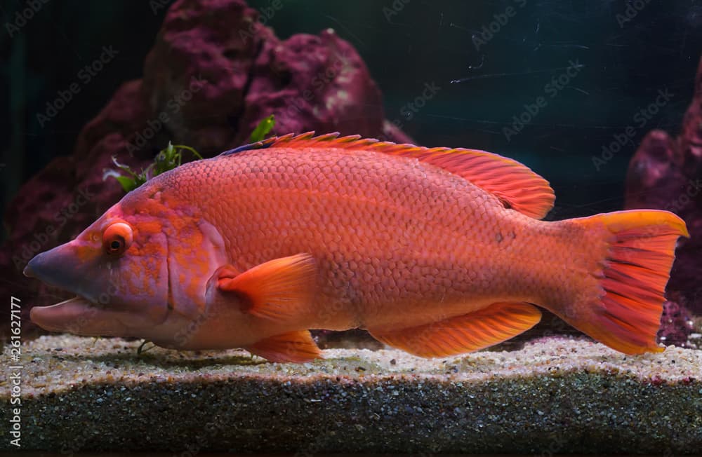 Barred hogfish (Bodianus scrofa).