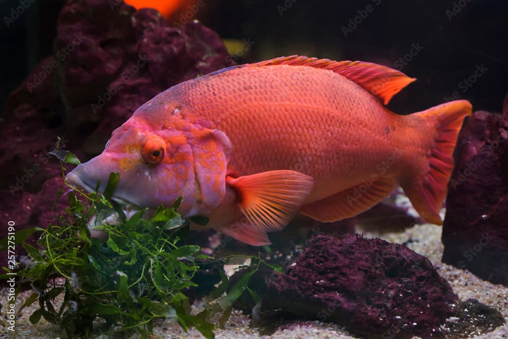 Barred hogfish (Bodianus scrofa).