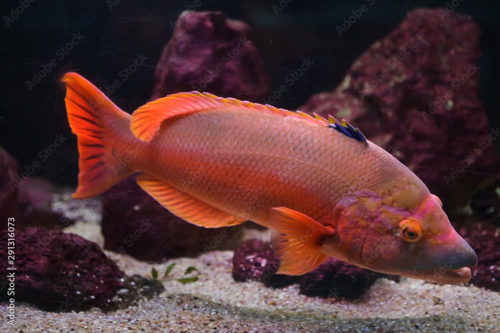 Barred hogfish (Bodianus scrofa).