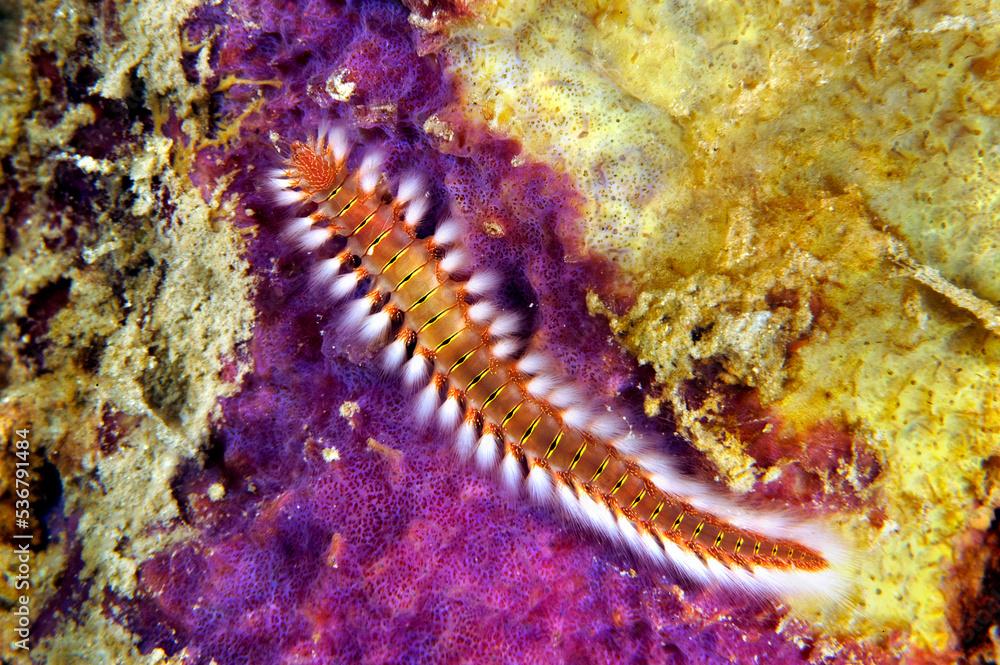 Caribbean fire bristle worm