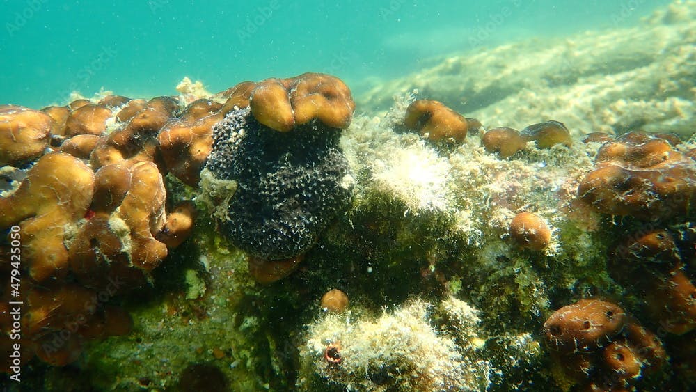 Black sponge (Sarcotragus foetidus) and Сhicken liver sponge or Caribbean Chicken-liver sponge (Chondrilla nucula) undersea, Aegean Sea, Greece, Halkidiki
