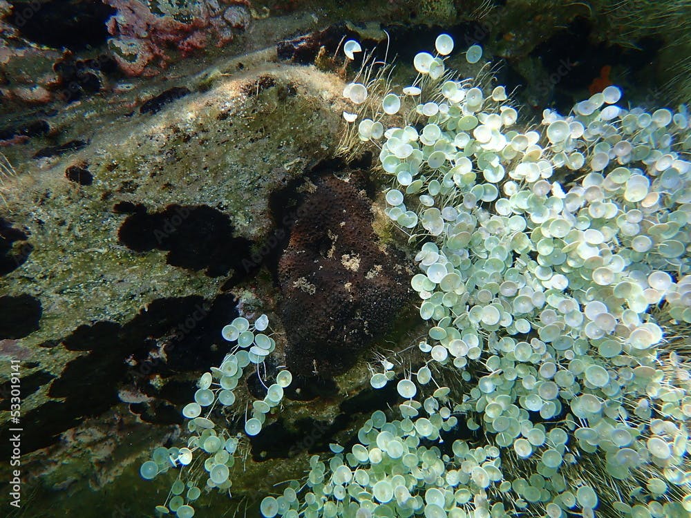 Sea sponge dark stinging sponge (Sarcotragus foetidus) undersea, Aegean Sea, Greece, Halkidiki
