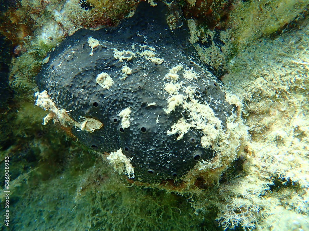 Sea sponge dark stinging sponge (Sarcotragus foetidus) undersea, Aegean Sea, Greece, Halkidiki