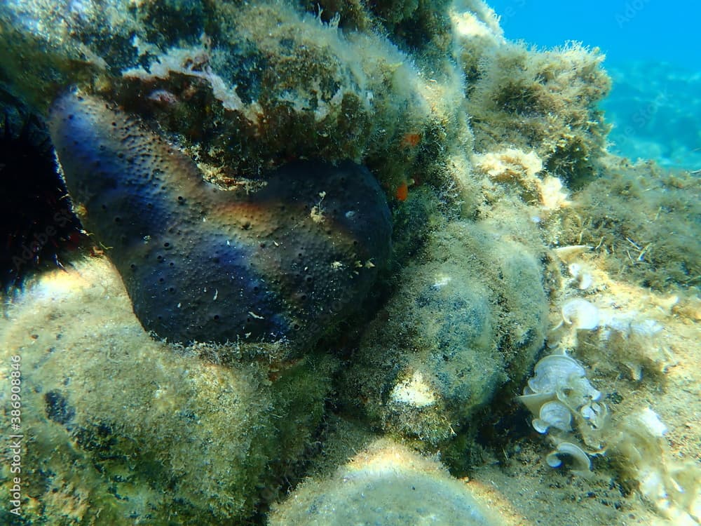 Sea sponge dark stinging sponge (Sarcotragus foetidus) undersea, Aegean Sea, Greece, Halkidiki