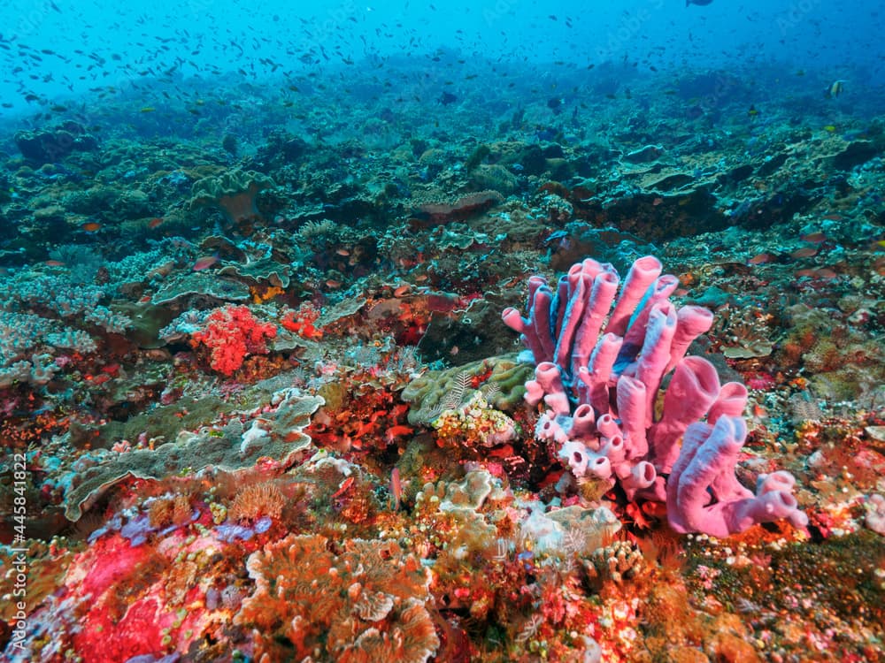 Reef fully covered with various corals (Nusa Lembongan, Bali, Indonesia)