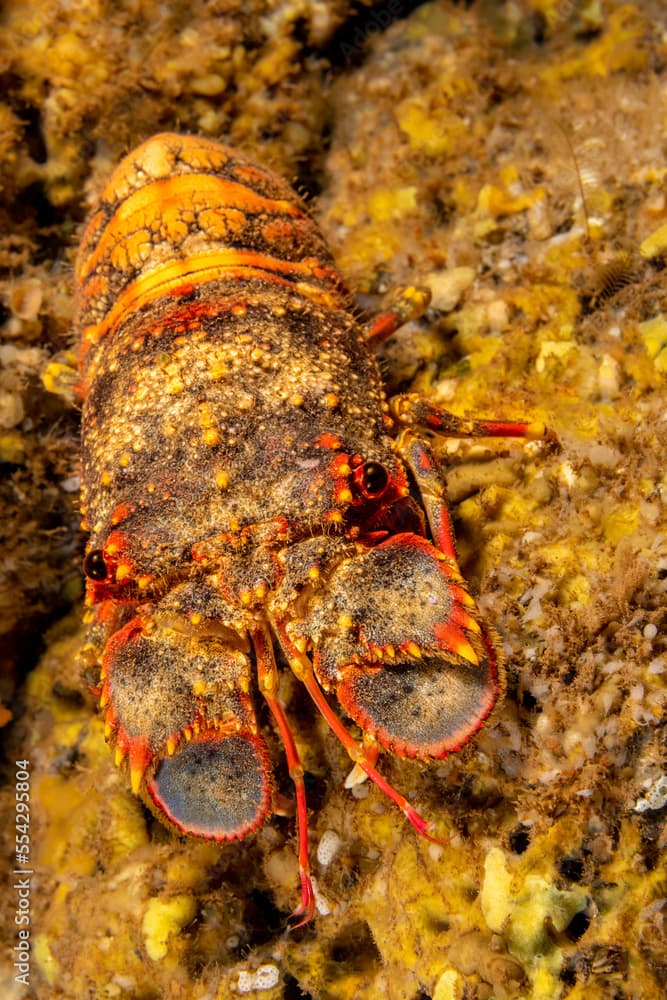 Portrait of a regal slipper lobster (Arctides regalis) also called shovel-nosed lobster; Hawaii, United States of America