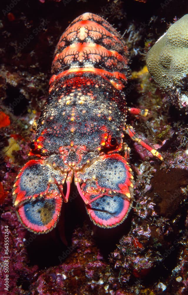 A colorful Regal Slipper Lobster underwater in Hawaii, Arctides regalis