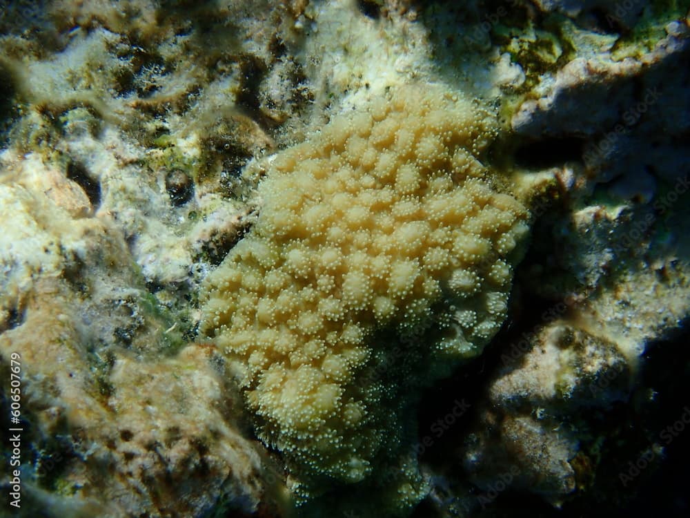 Stony coral spine coral (Hydnophora microconos) close-up undersea, Red Sea, Egypt, Sharm El Sheikh, Nabq Bay