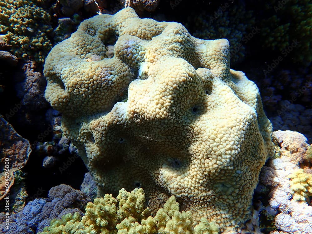 Stony coral spine coral (Hydnophora microconos) undersea, Red Sea, Egypt, Sharm El Sheikh, Nabq Bay
