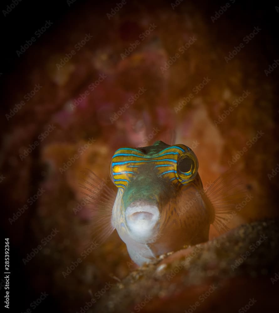 Whitebelly toby (Canthigaster bennetti) on the Nudi Retreat 1 dive site, Lembeh Straits, North Sulawesi, Indonesia