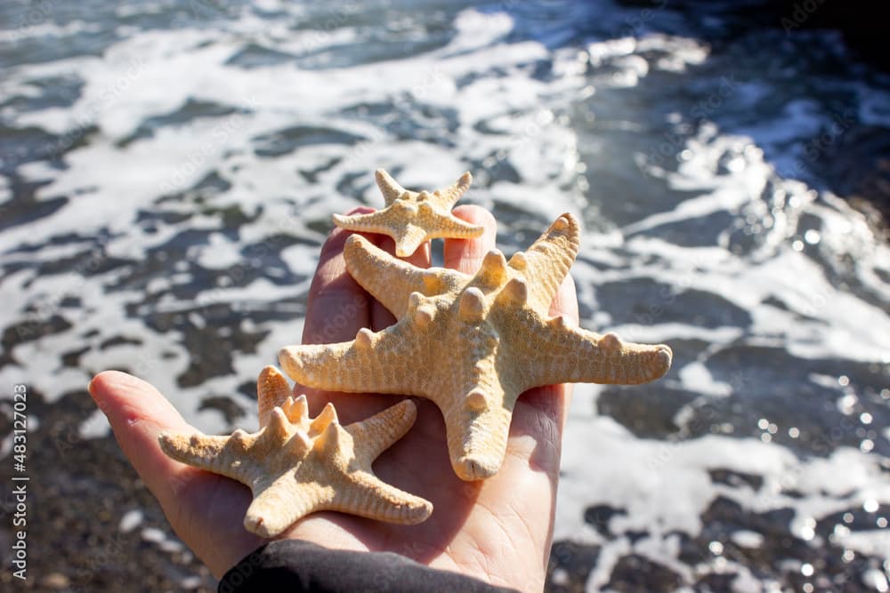 chocolate chip starfish · Protoreaster nodosus · Reeflings Library
